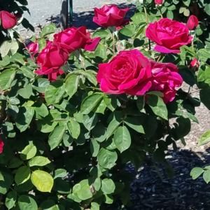 Meet your Posher, Sindhu